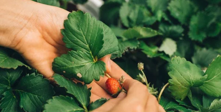 INL-Assolavoro: collaborazione nella lotta contro il caporalato