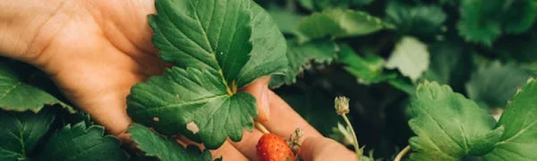 INL-Assolavoro: collaborazione nella lotta contro il caporalato