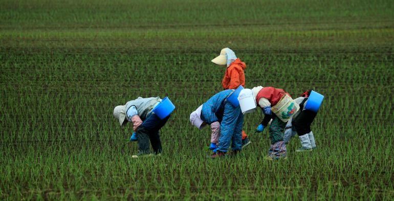 Caporalato: indici di sfruttamento, stato di bisogno e gestore di fatto