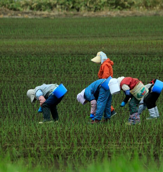 Caporalato: indici di sfruttamento, stato di bisogno e gestore di fatto